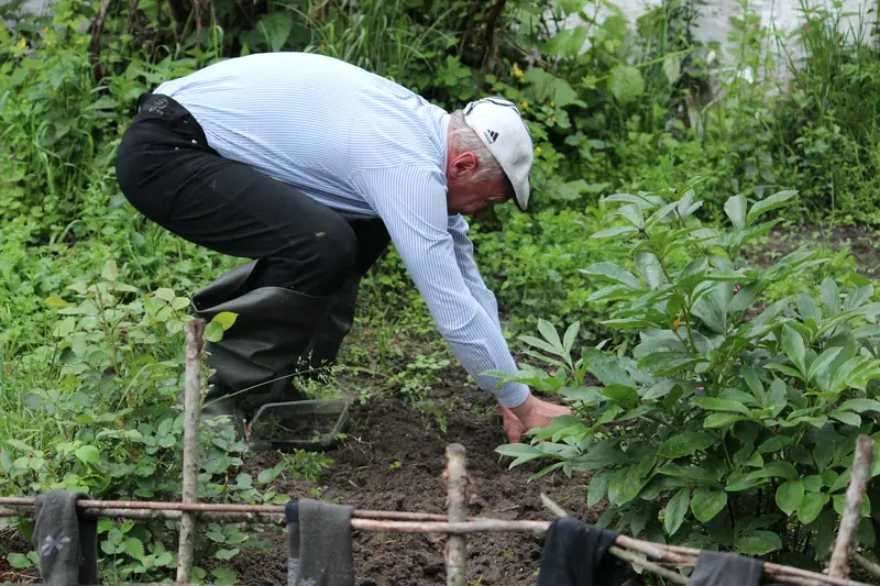 A resident weeding the bean rows in the garden