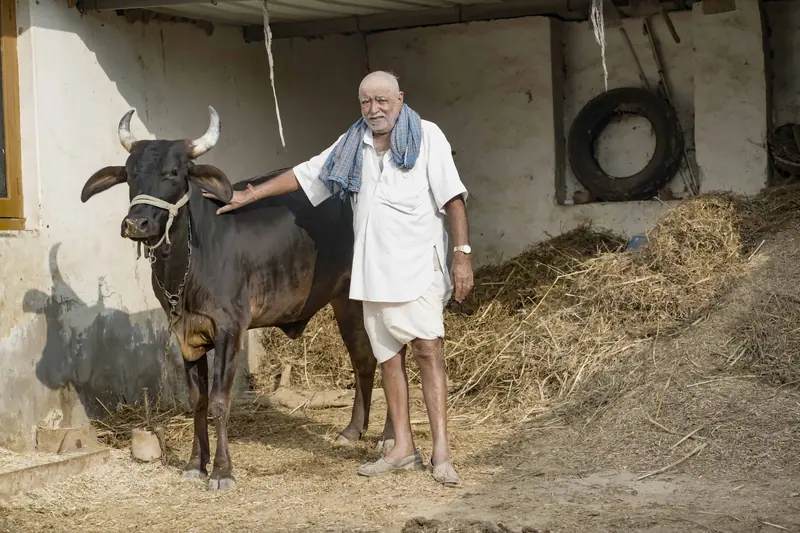 A resident with a cow in the barn