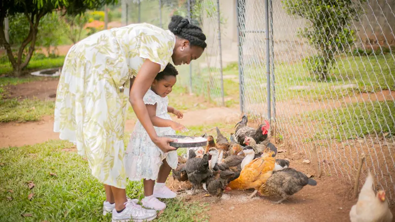 A caregiver and a small visitor scattering feed for the hens