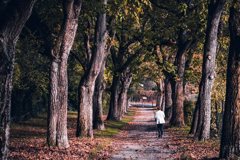 The tree-lined path in late fall