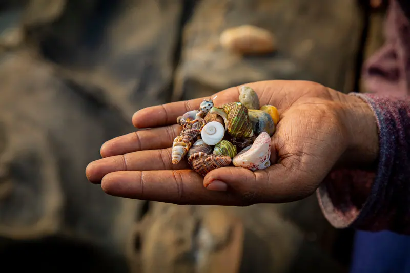 A handful of shells collected on the beach walk