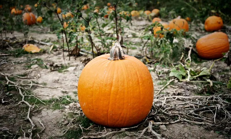 A pumpkin in the garden patch in October
