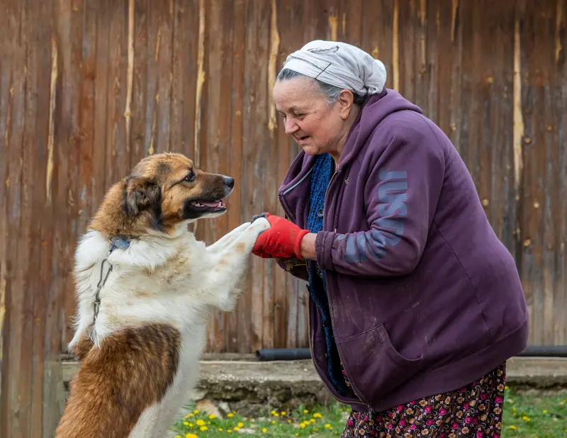 A resident shaking paws with a big shaggy dog by the barn