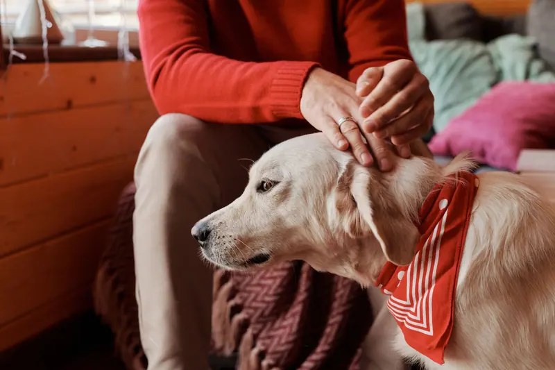 A resident stroking a golden retriever in a red bandana