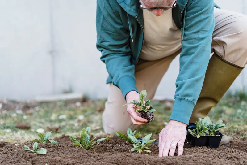 Seedlings going into the raised beds