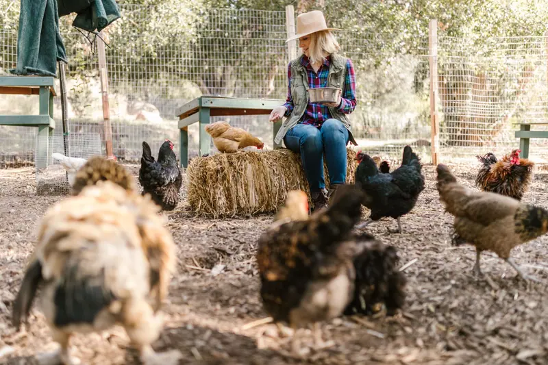 Hens crowding around a resident sitting on a hay bale