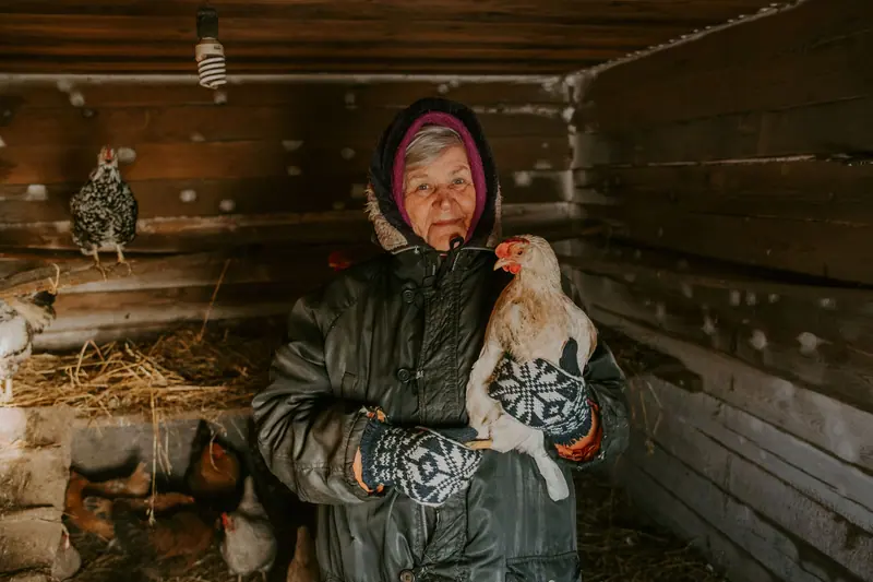 A resident in the coop holding a speckled hen