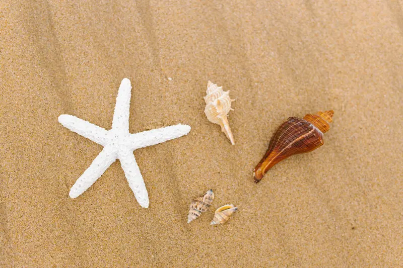 A starfish and shells on the sand
