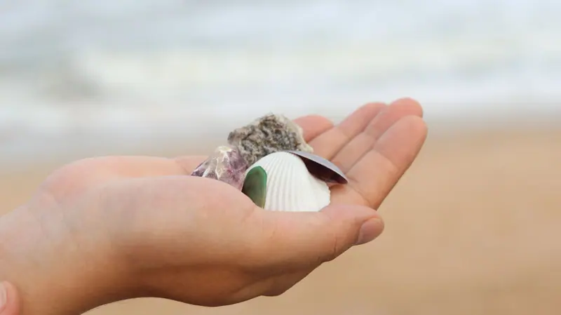A seashell in an open palm