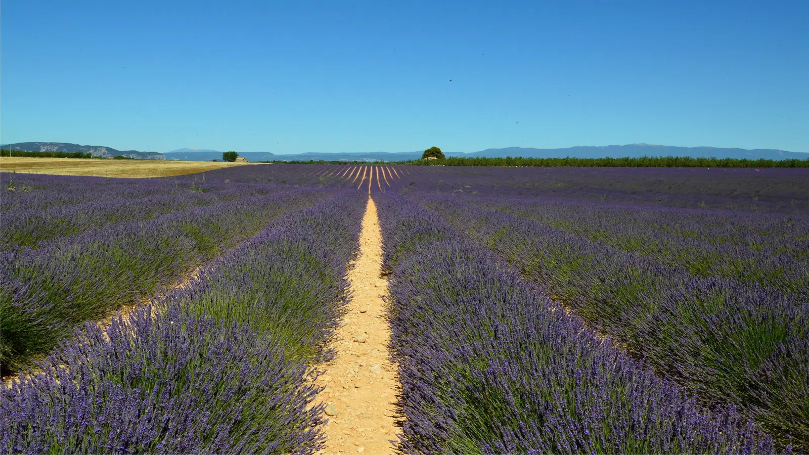 The long path down the middle row