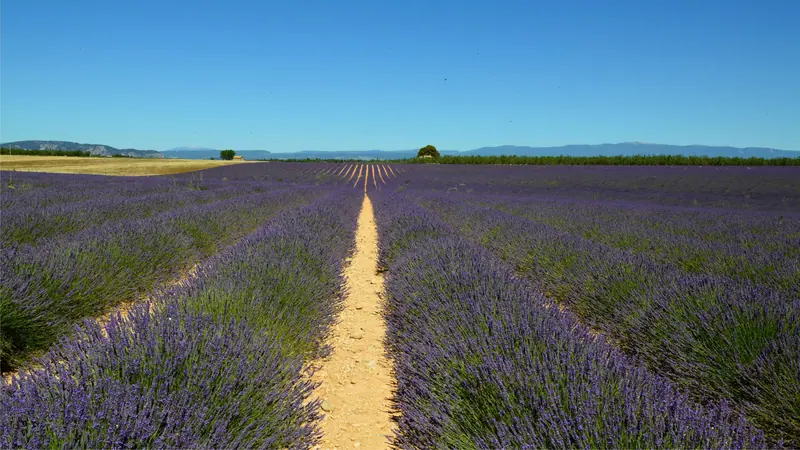The long path down the middle row