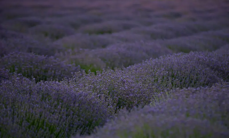 The rows at twilight