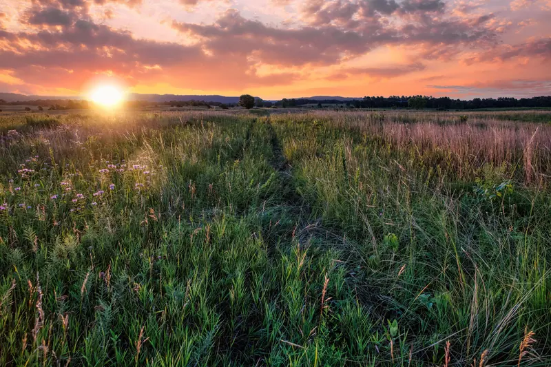 The sun setting over a field of grass and wildflowers