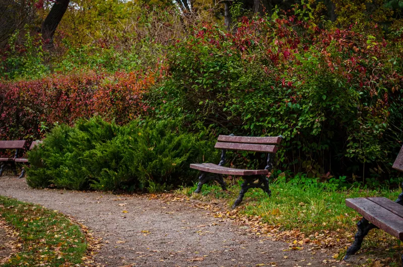 A bench on the garden path in autumn