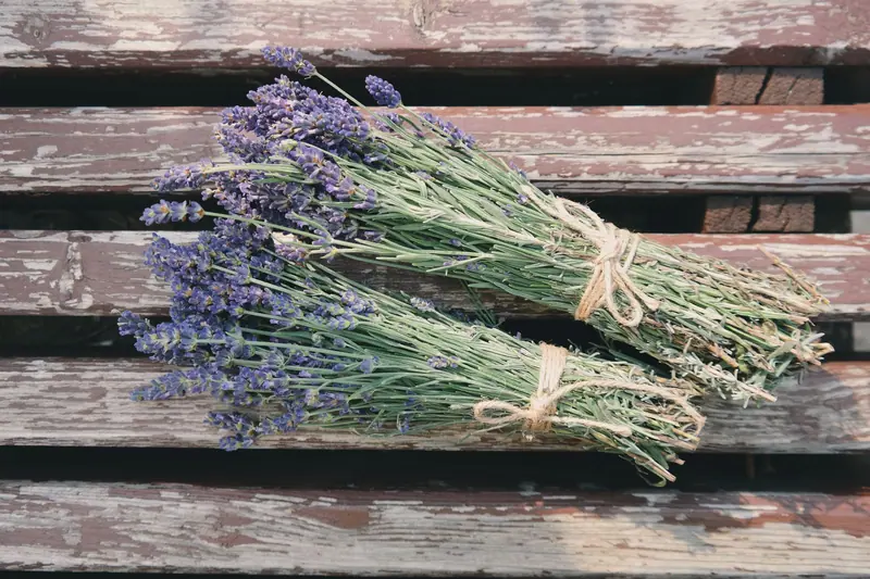 Bundles drying on the barn bench