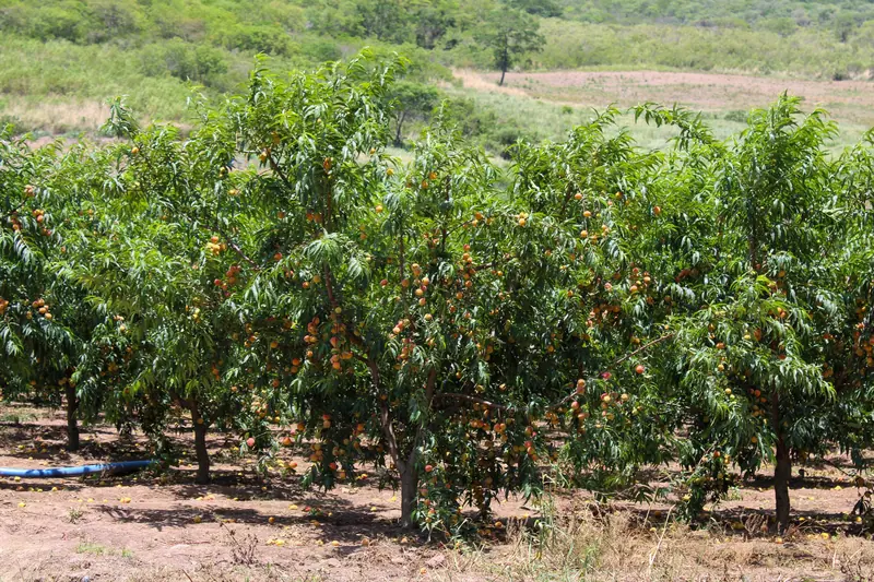 An orchard in full leaf outside town