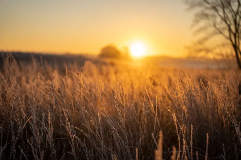 The sun coming up over a wheat field