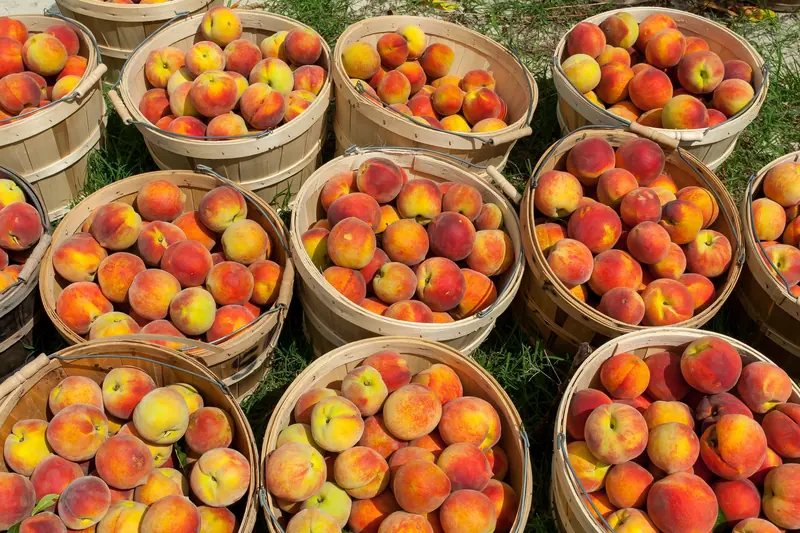 Baskets of peaches from the July trip