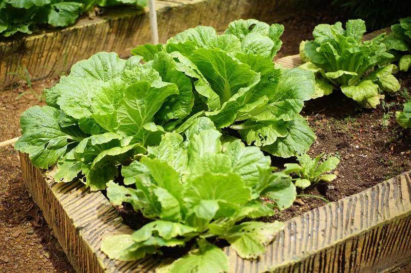 Cabbages in the kitchen garden