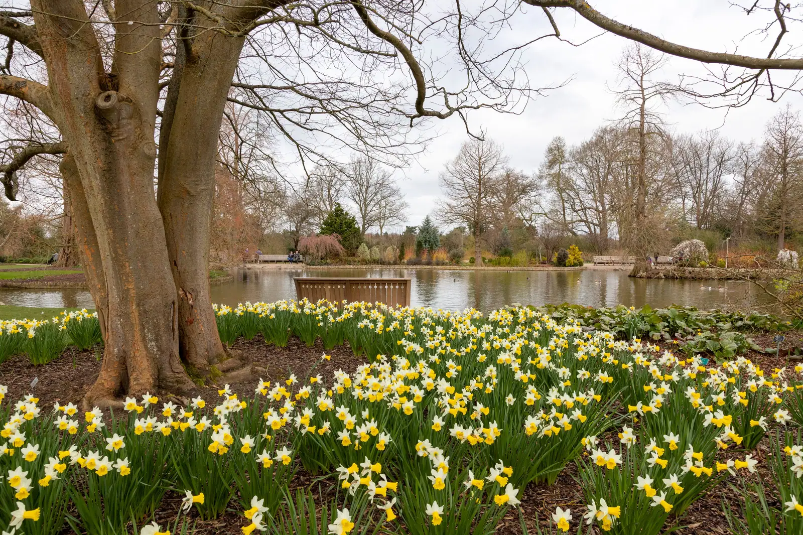 A tranquil spring scene featuring daffodils and a pond at Wisley Gardens.