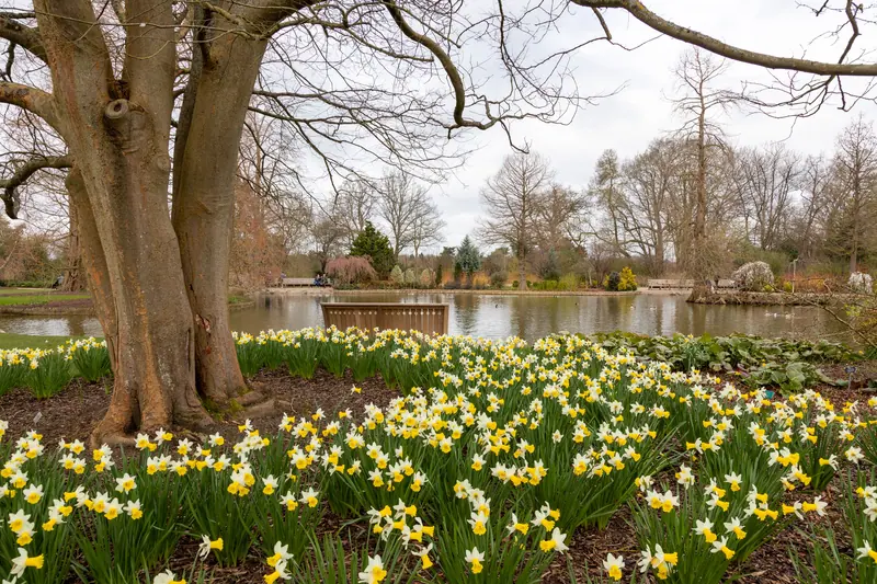 Daffodils under old trees by the water