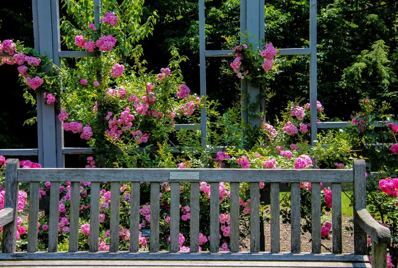 The rose bench in the courtyard