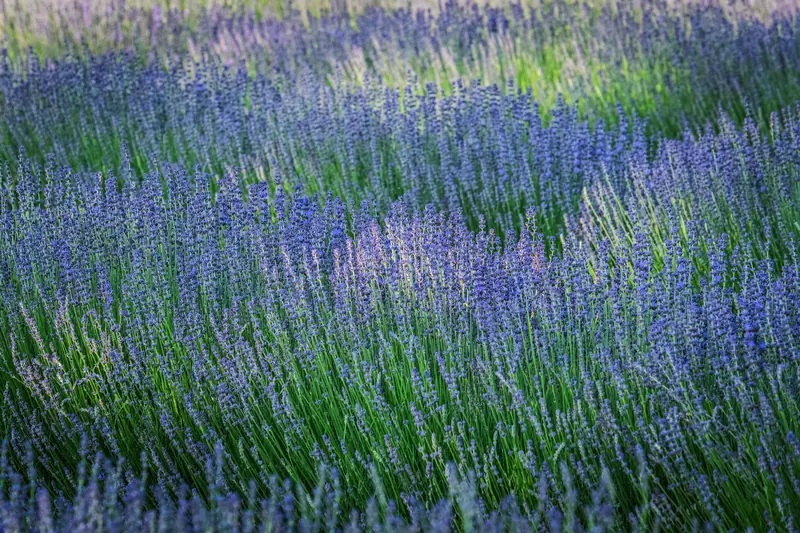 The far field in full bloom