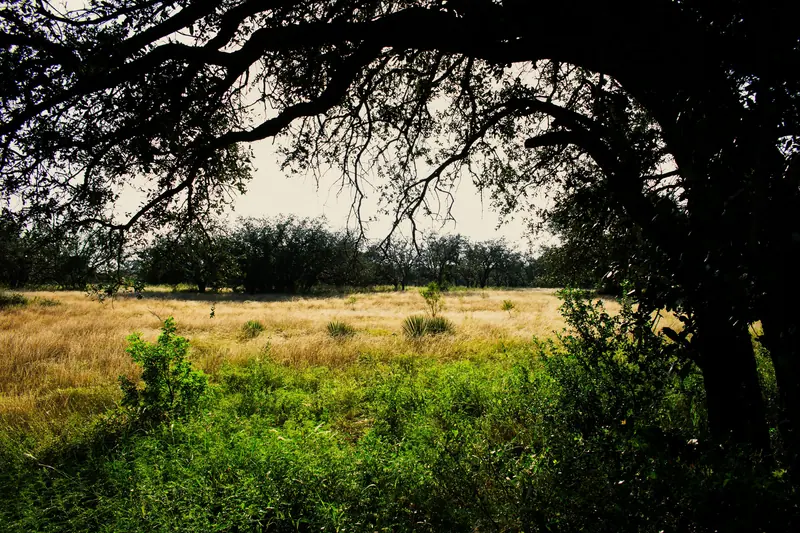 The big oak by the river field