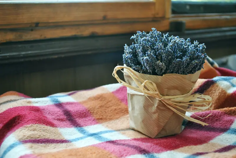 A potted bundle on the café table