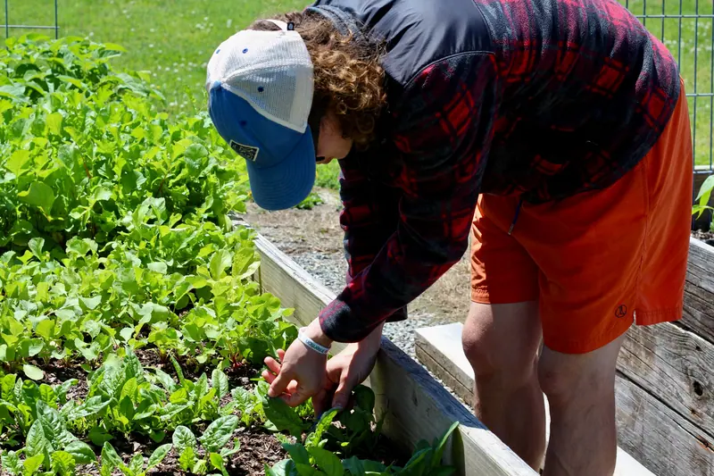 Tending the kitchen garden beds