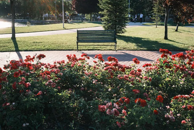 The rose beds along the walking path