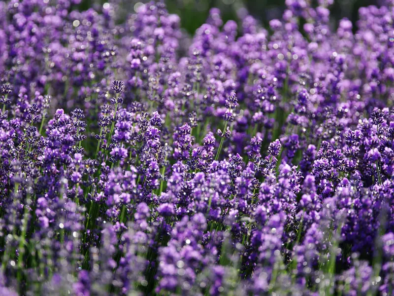 Lavender close enough to smell