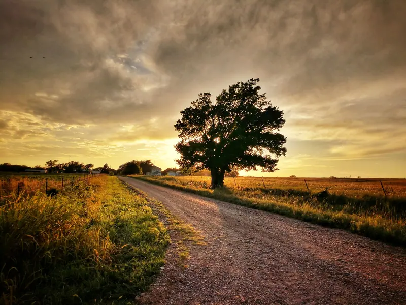 A lone tree beside a dirt road under an evening sky