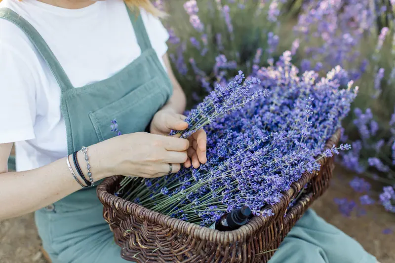 A basket of fresh-cut lavender