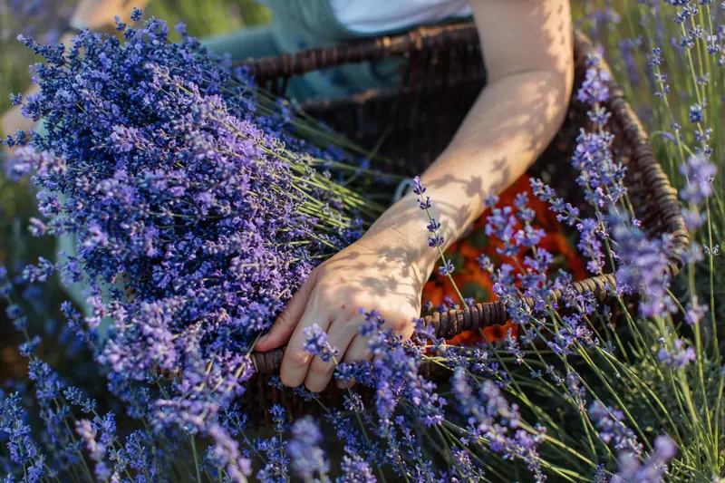 Hands cutting lavender into a basket