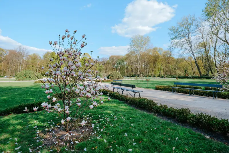 A magnolia blooming in the park