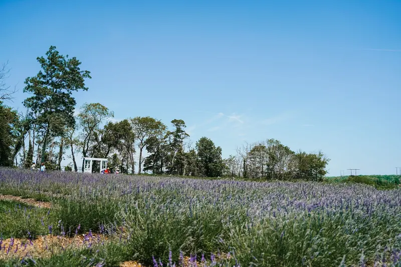 The lavender field and the tree line along the river