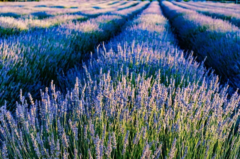 The rows at sunset in June