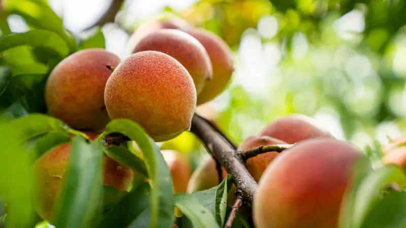 Peaches ripening on the branch