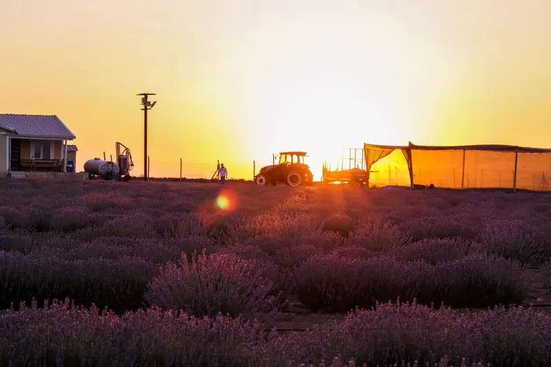 The tractor heading in after the harvest