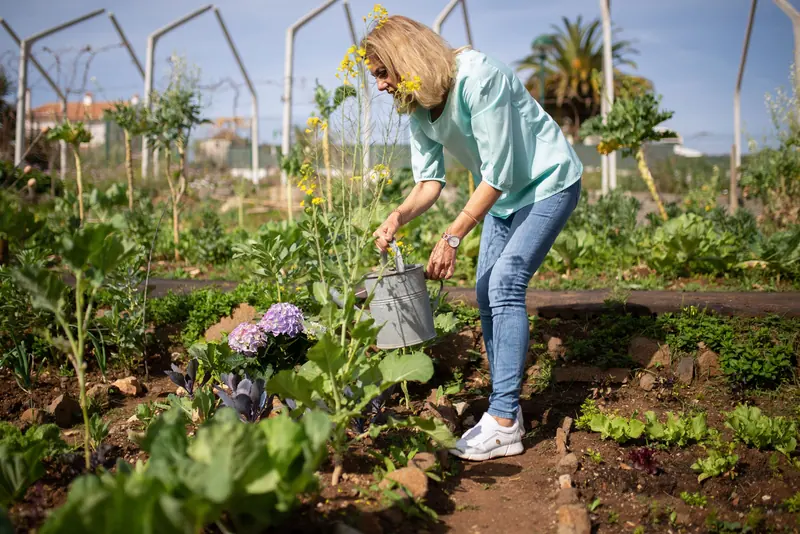 A resident watering the tomato beds
