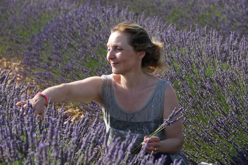 A resident reaching for a stem in the lavender rows