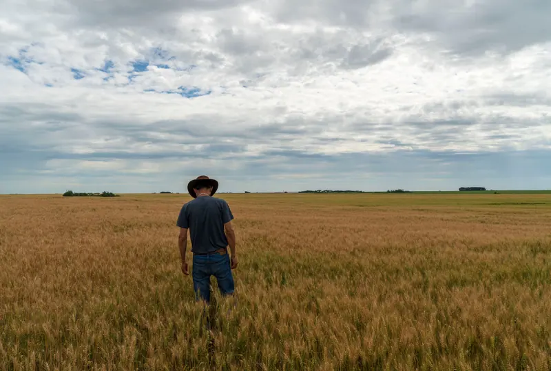 Wheat fields under a big Kansas sky just past the edge of town