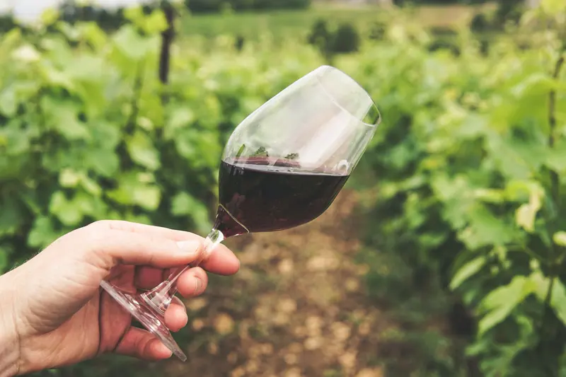 A glass of red held up in the vineyard rows