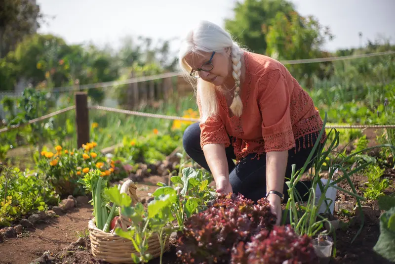 A resident tending the raised vegetable beds on an autumn afternoon