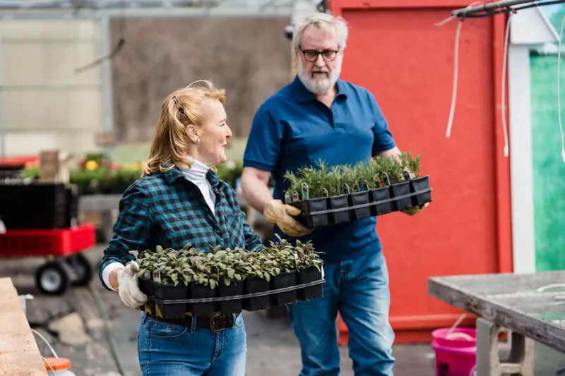 Carrying seedlings out of the greenhouse