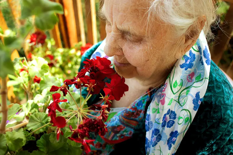 A resident stopping to smell the red geraniums by the courtyard
